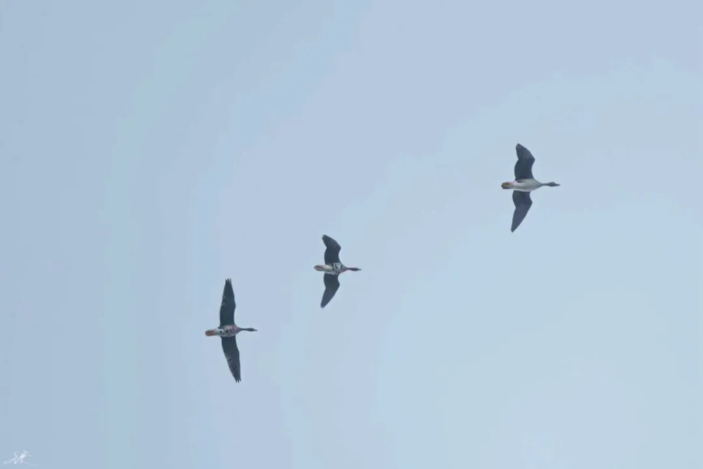 今年秋季以來，候鳥數量創新高！